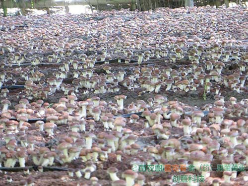 香菇覆土地栽 香菇覆土地栽